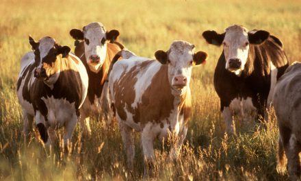 Dobrostan zwierząt – zgoda Komitetu Monitorującego na wsparcie dla rolników